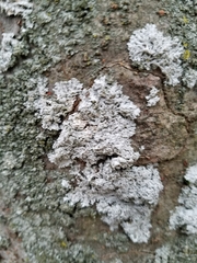 Physciaceae