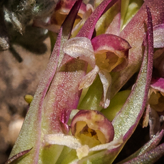 Disa basutorum