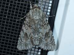 Acronicta rubricoma