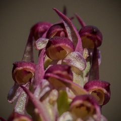 Disa basutorum