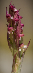 Disa basutorum