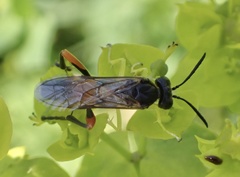 Macrophya rufipes
