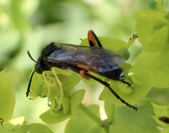 Macrophya rufipes