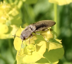 Synaptus filiformis