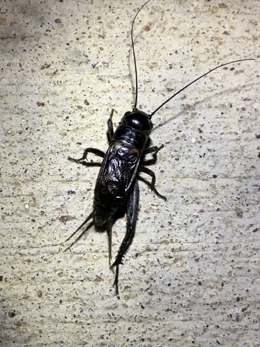 Spring Field Cricket photo 2