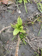 Plantago depressa