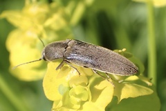 Synaptus filiformis