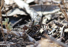 Monistria pustulifera