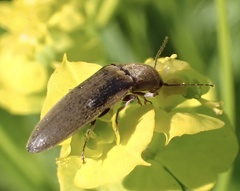 Synaptus filiformis