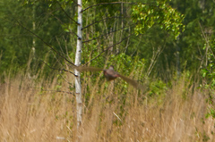 Perdix perdix