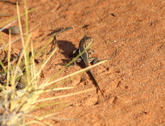 Ctenophorus spinodomus