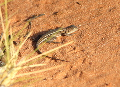 Ctenophorus spinodomus