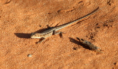 Ctenophorus spinodomus