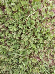 Trifolium repens