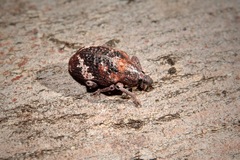 Oxyops fasciatus