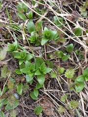 Fritillaria camschatcensis