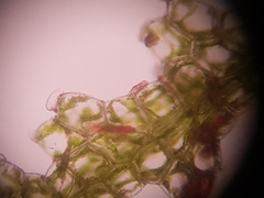 Zoopsis argentea