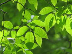 Carpinus cordata