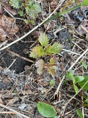Urtica angustifolia