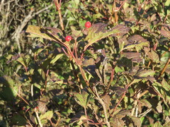 Viburnum trilobum image