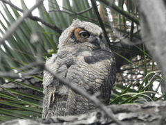 Bubo virginianus