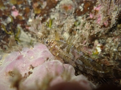 Notoclinus compressus