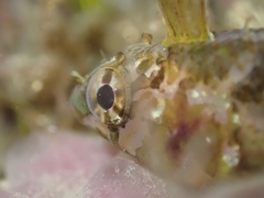 Notoclinus compressus