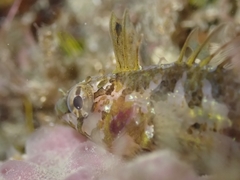 Notoclinus compressus