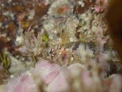 Notoclinus compressus