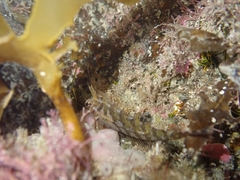 Notoclinus compressus
