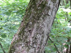 Carpinus cordata