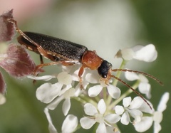 Cantharis lateralis