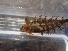 Notoclinus compressus
