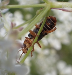 Cantharis lateralis
