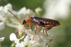 Cantharis lateralis