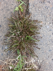Taraxacum ceratophorum