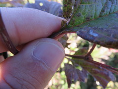 Viburnum trilobum image