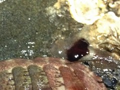 Notoplana sanguinea