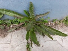Taraxacum macroceras