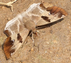 Odontoptilum angulata