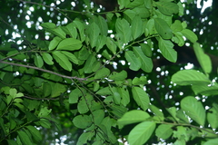 Diospyros maritima