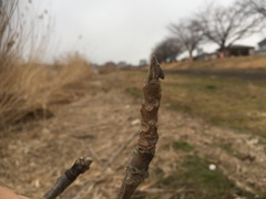 Juglans ailantifolia
