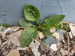 Plantago major