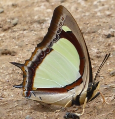 Polyura jalysus