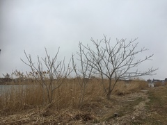 Juglans ailantifolia