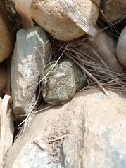 Bufotes viridis viridis