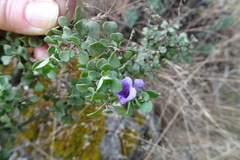 Prostanthera rotundifolia