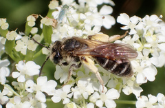 Andrena proxima