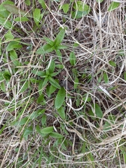 Fritillaria camschatcensis