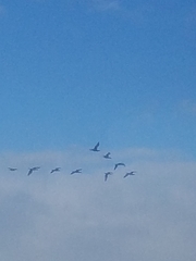 Phalacrocorax sulcirostris